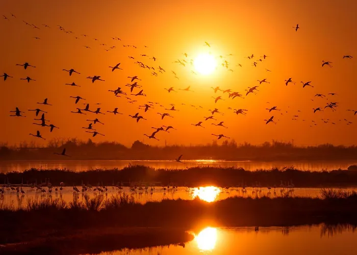 Daire Flowers House - Host Solution *